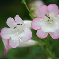 Bachblütentherapie - Hilfe aus der Natur